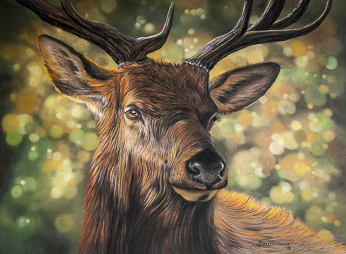 Stag - Munro